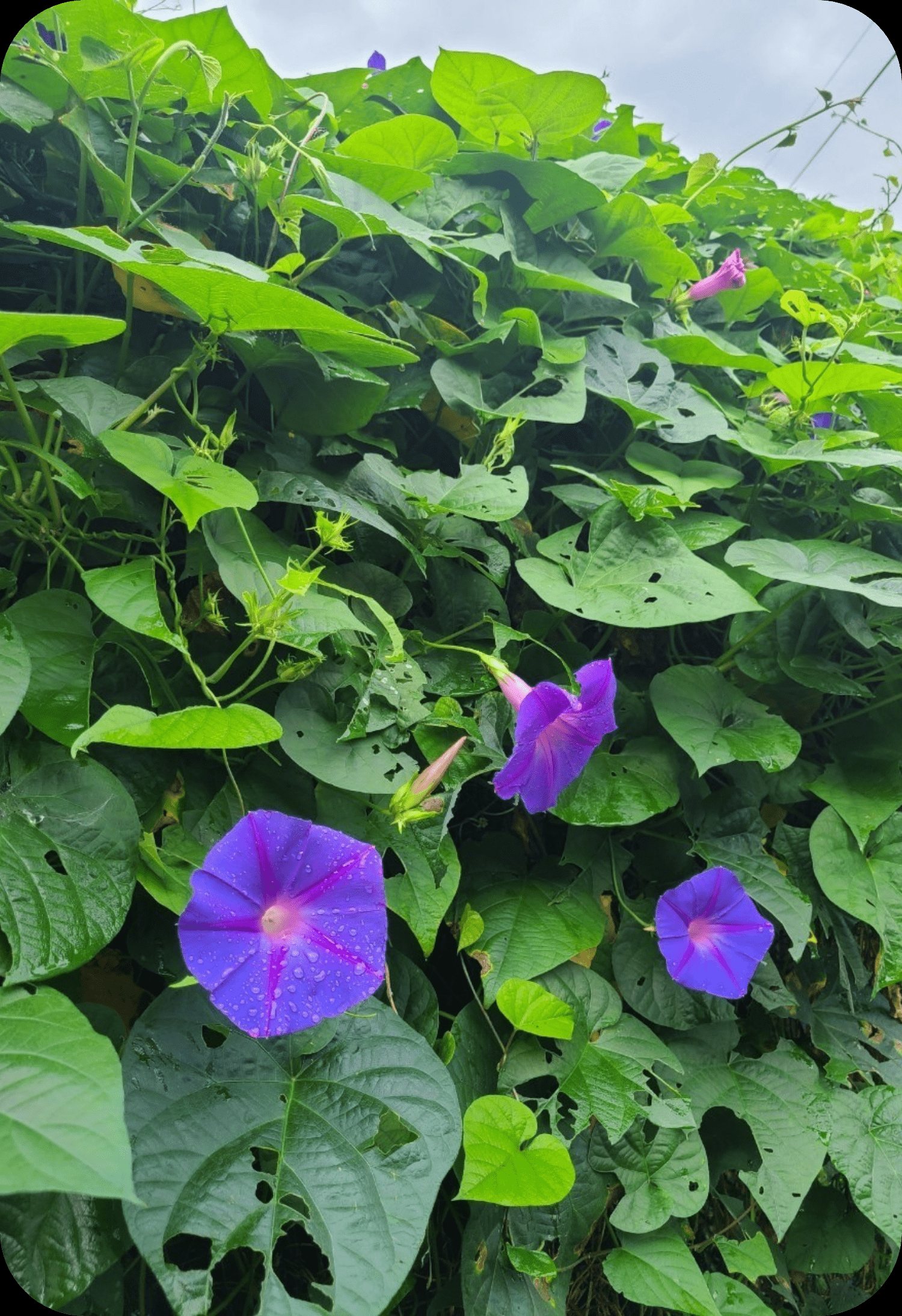 紫陽花の写真